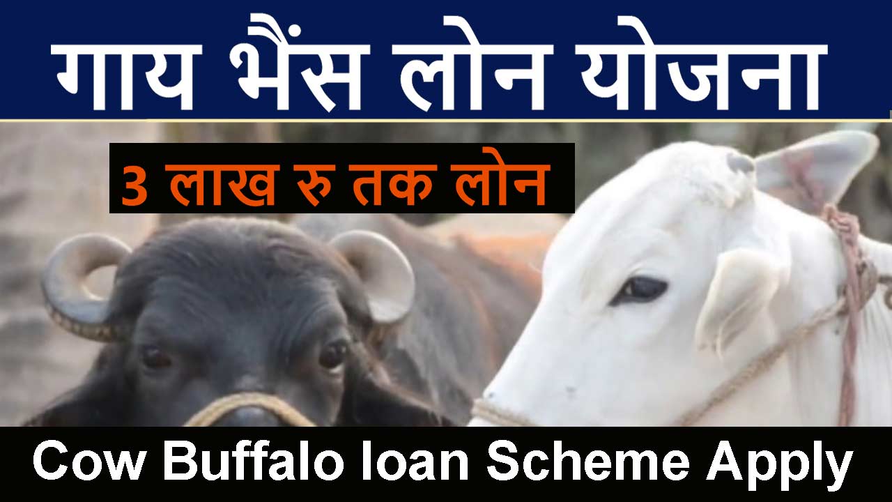 गाय भैंस लोन योजना ऑनलाइन आवेदन 2024 - Cow Buffalo loan Scheme online application