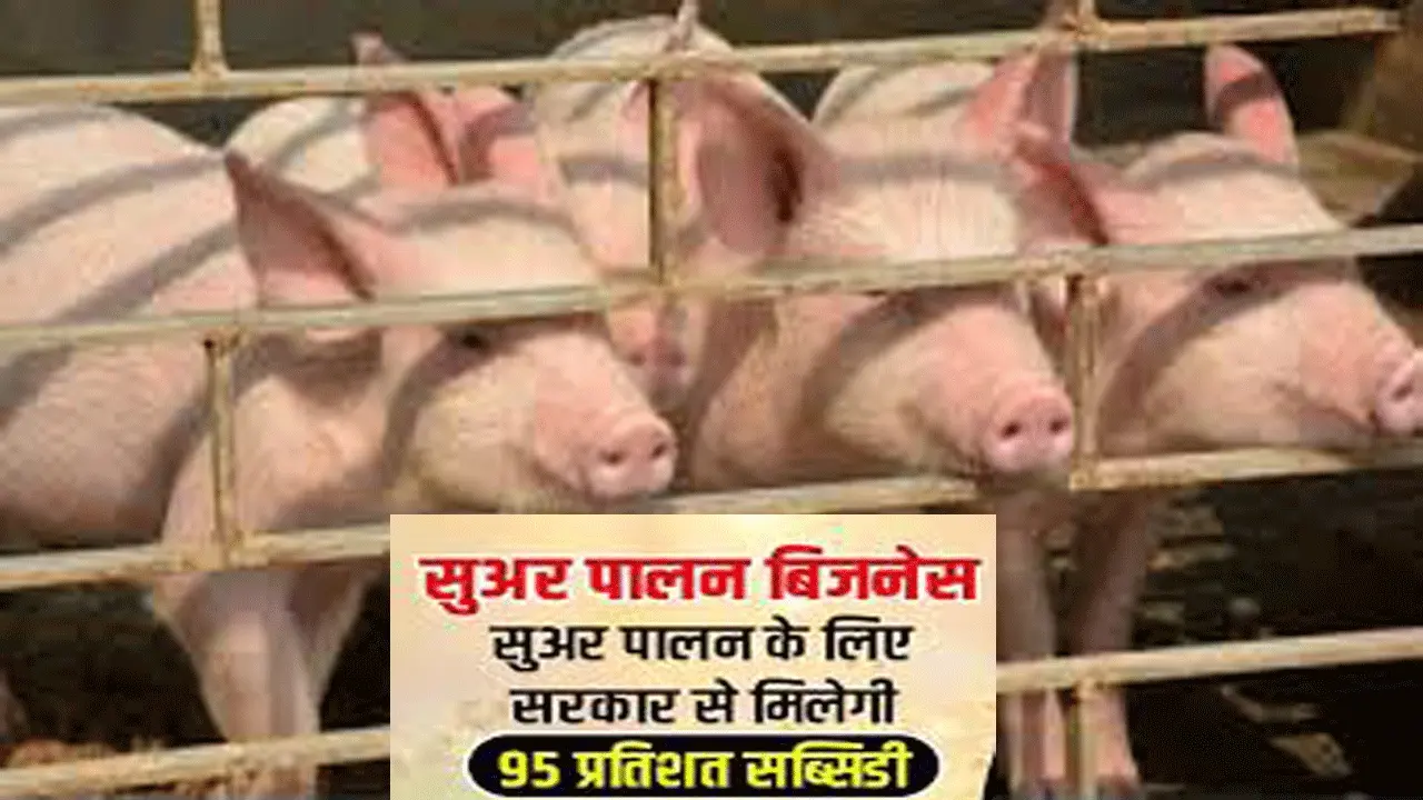 Pig Farming Loan